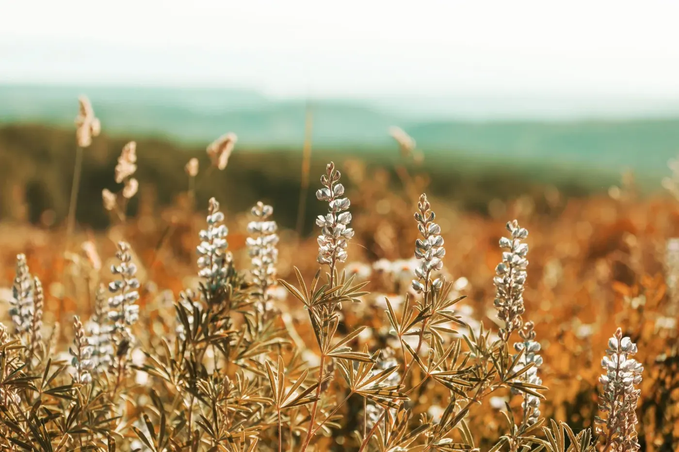 Nature Can Guide Us Through Our Life Growth Cycles